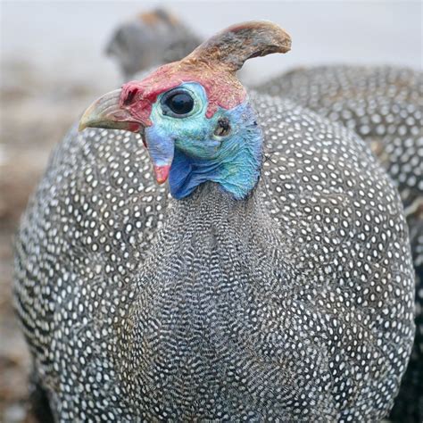 Definitive Guide To Helmeted Guineafowl Facts, Habitat, Conservation ...