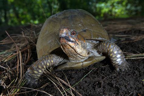 Missouri’s turtle species posses strong memories | Marshfield Mail