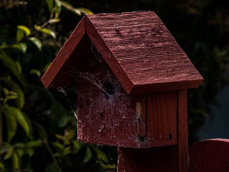 Haunted Birdhouse Free Stock Photo - Public Domain Pictures