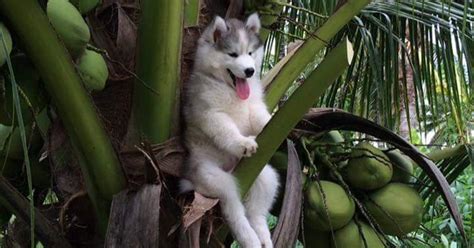 A husky got stuck in a coconut tree and the internet was super helpful | Metro News