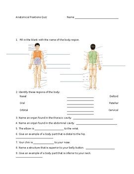 Anatomical Positions Quiz by Nerdmaste | TPT