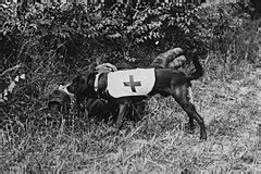 Dogs in warfare - Wikipedia