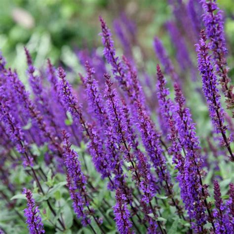 Buy Balkan clary Salvia nemorosa Caradonna: £5.99 Delivery by Crocus