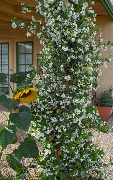 10 White Jasmine Vine, Rooted cuttings HIGHLY FRAGRANT Plant / Bush / shrub | Garden vines ...