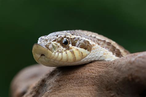 Hognose Snake Care Sheet