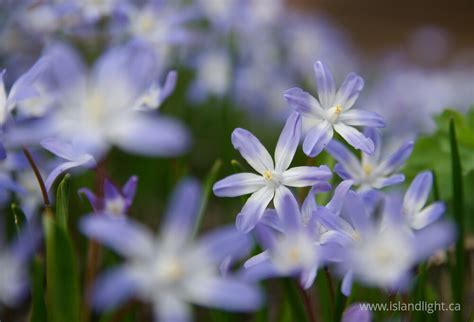 Flowering Squill ~ Flower photo - Island Light Photography