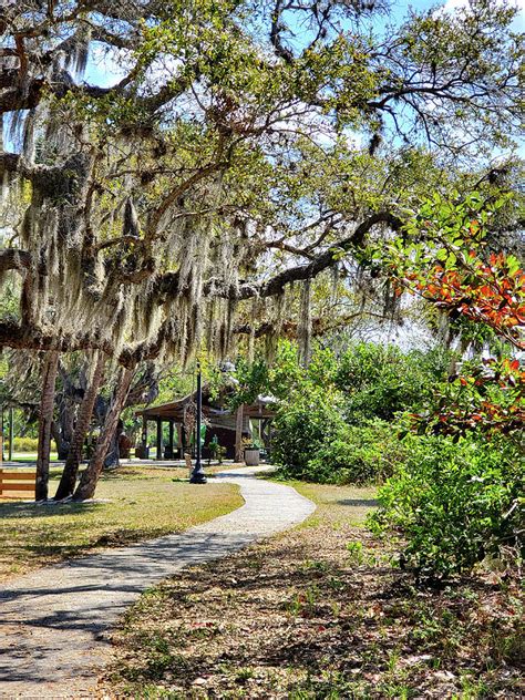 Bayshore Live Oak Park Path Photograph by Sharon Williams Eng - Fine ...