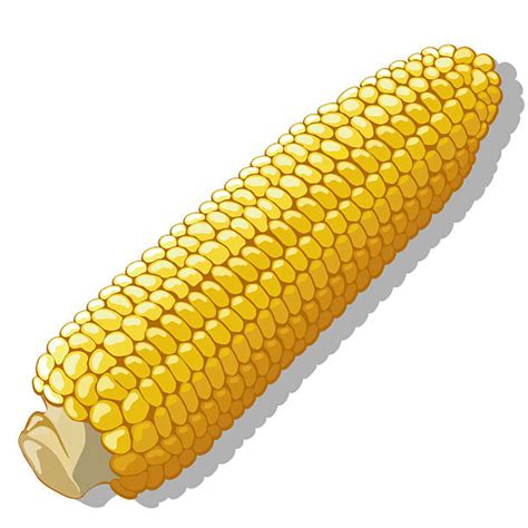 Download High Quality corn clipart husk Transparent PNG Images - Art ...