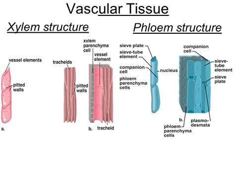 Permanent Tissue Diagram