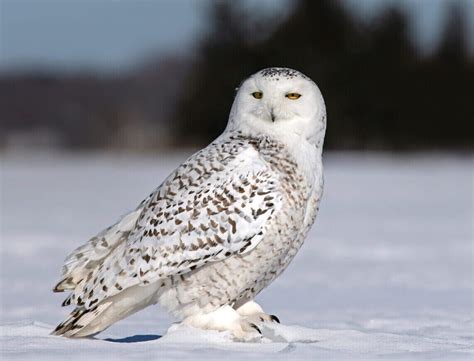 Snowy Owls - Zoom event - North and South Rivers Watershed Association