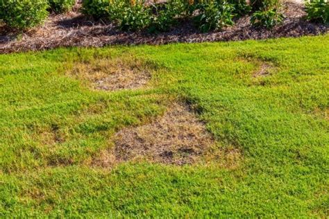 What Are Zoysia Grass Problems? (5 Most Common Issues)