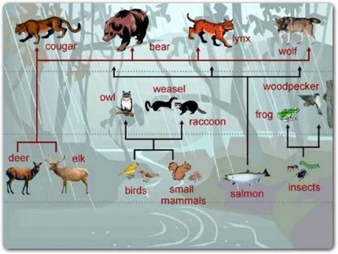 Food Webs/ Chains - Sammi's Ecoregion Project | Rainforest animals ...