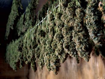 Growing Marijuana: drying & curing for perfect buds - Dolce Vita International