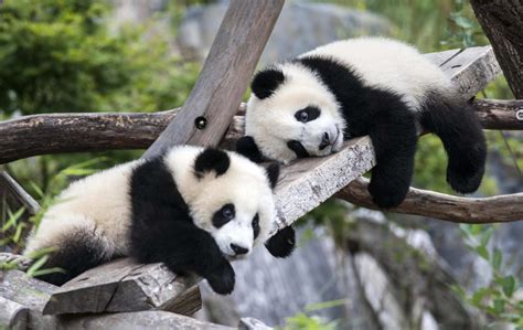 Berühmte Tiere aus dem Zoo Berlin: Superstars von Knut bis Bobby