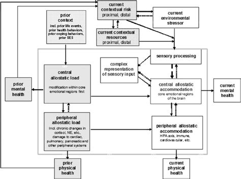 The allostatic model, including the role of central and peripheral ...