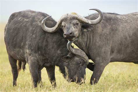 Cape Buffalo Facts - Animal Facts Encyclopedia