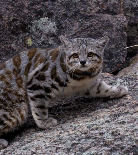 Field Notes: Finding Jacobo; an Andean cat captivates conservationists