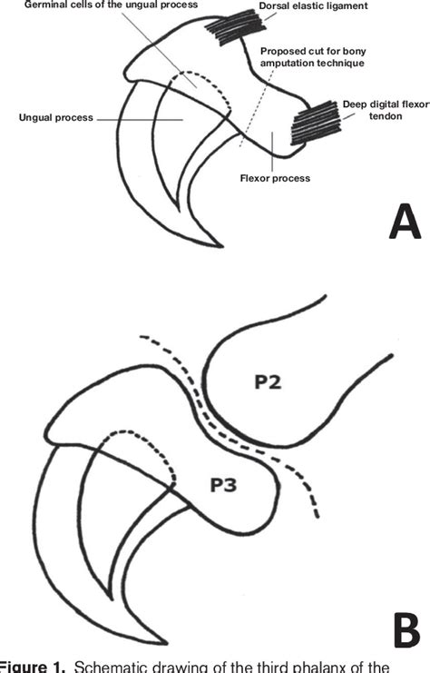 Comparison of 3 methods of onychectomy. | Semantic Scholar