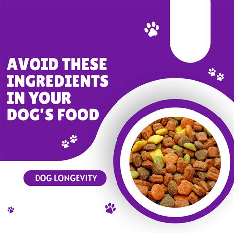 Avoid These Ingredients In Your Dog's Food