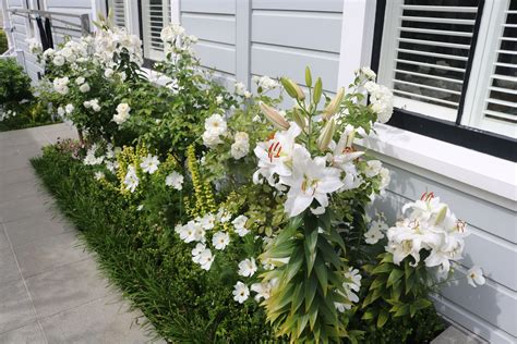 White lilies, cosmos & roses | Garden design, White gardens, Front garden