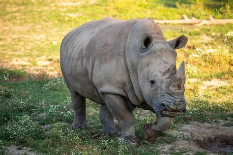 Premium Photo | White rhino with big horns walking in the late ...