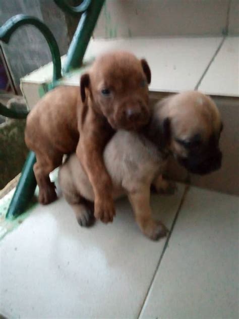 Boerbel puppies for sale- 08098118889 - Pets - Nigeria