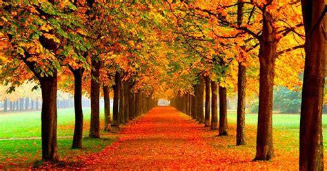 Folyadék eszik barázdál imagenes de otoño para escritorio Szerződést kötött Észlelés a semmi közepén