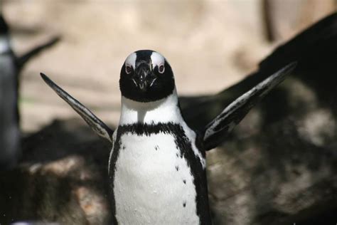 10 Penguin Adaptations (Evolutionary Secrets!) – Fauna Facts