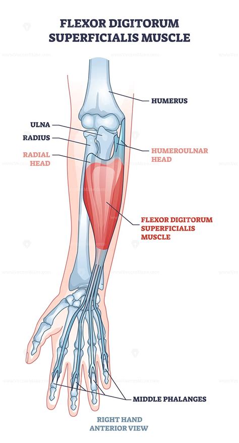 Flexor Digitorum Profundus Origin And Insertion