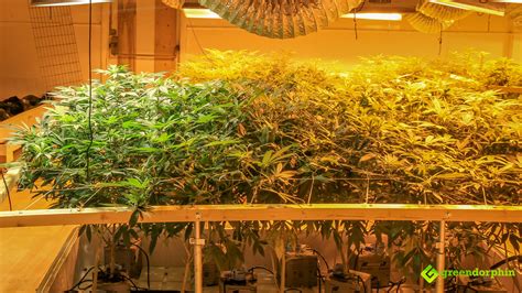 Indoor-Cannabis-Cultivation-Denver | Greendorphin.com