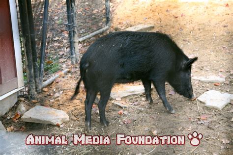 What is OSSABAW ISLAND HOG? - Animal Media Foundation