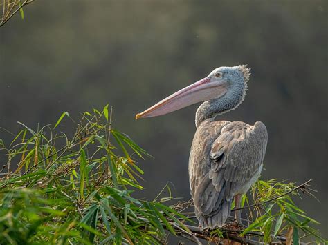 Baby Pelicans (Complete Guide with Pictures) | Birdfact