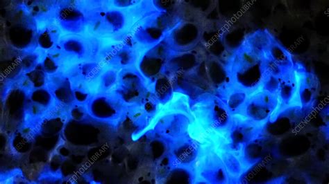 Vargula hilgendorfii bioluminescence - Stock Video Clip - K011/5109 - Science Photo Library