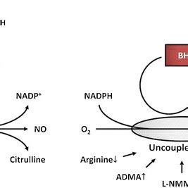 BH4 synthesis, recycling, and oxidation as determinants of NOS... | Download Scientific Diagram