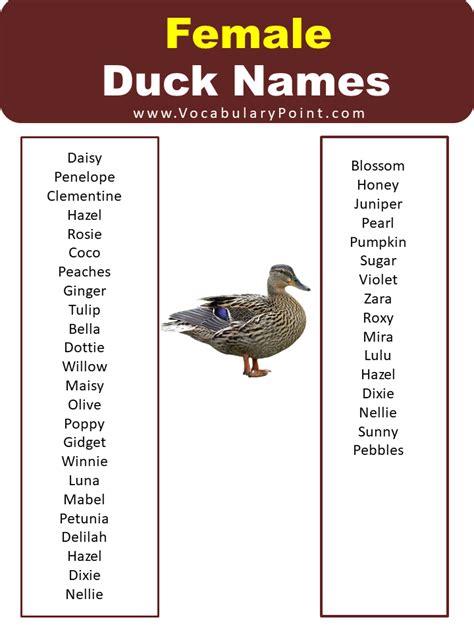 List Of Best Funny Duck Names - Vocabulary Point