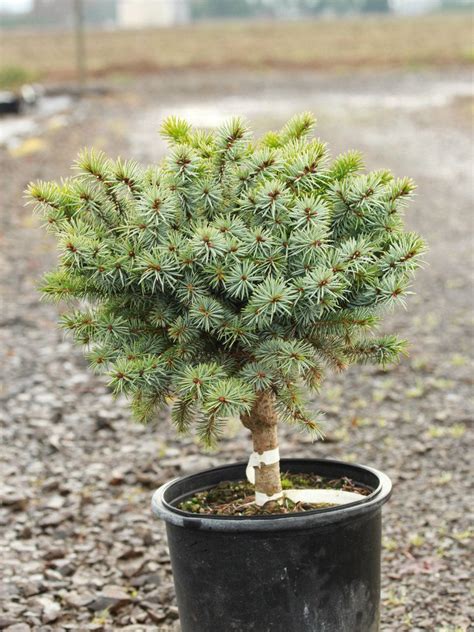 Picea sitchensis 'Papoose' Sitka Spruce