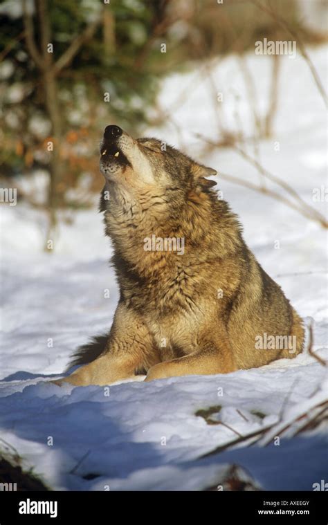 Gray wolves howling hi-res stock photography and images - Alamy