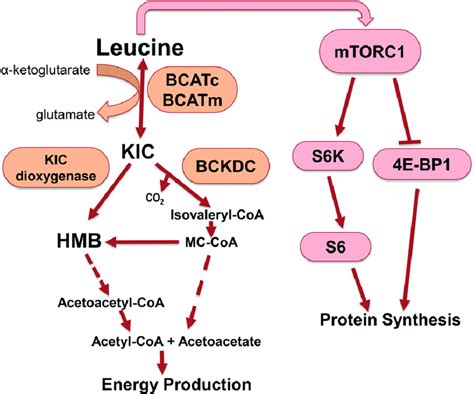 Overview of leucine metabolism. BCATc and BCATm catalyze the first step ...