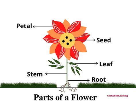 Parts Of Flower Images - Mindosofa