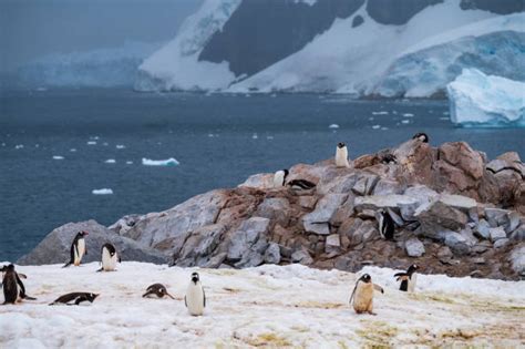 80+ Gentoo Penguin Uphill Stock Photos, Pictures & Royalty-Free Images - iStock