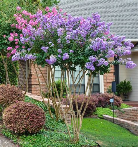 Driveway Entrance Landscaping, Landscaping Plants, Perennial Bushes ...