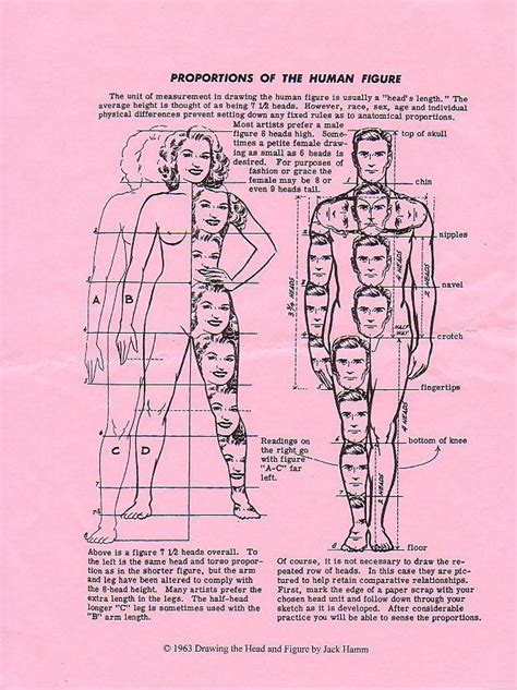 Pin on Bones/Anatomy/Ratios