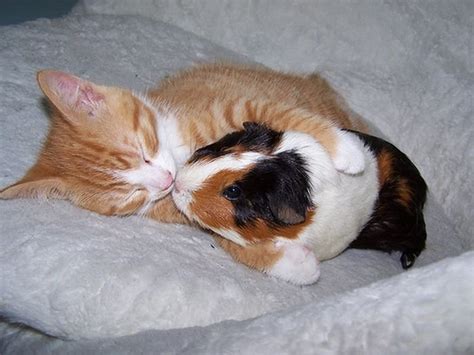 Cat Hugs Guinea Pig – 1Funny.com