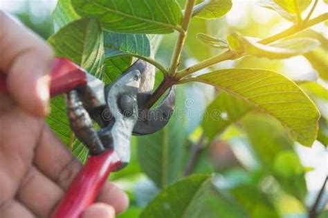 Pruning Of Trees With Secateurs Stock Photo - Image of cutter ...