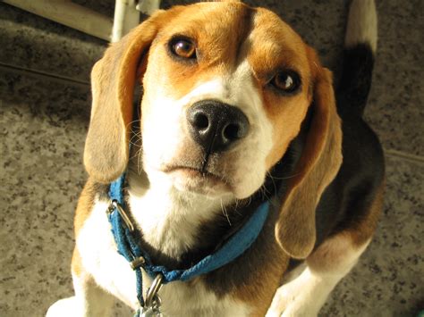 File:Beagle Face.JPG