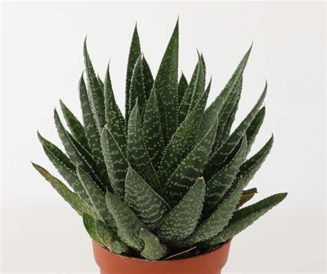 10 Best Low Light Succulents For Growing Indoors