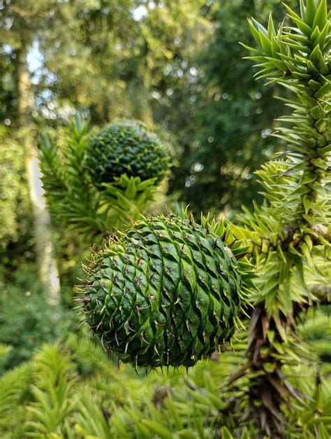 Araucaria angustifolia - Trees and Shrubs Online