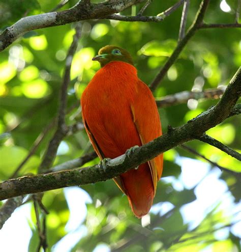 20 Animals & Birds Unique to Fiji 🦜 - Fiji Pocket Guide