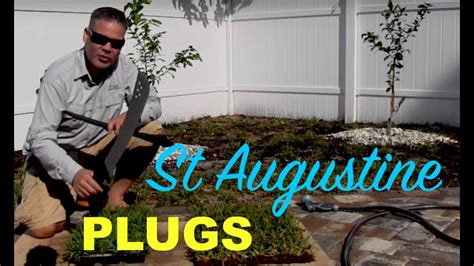 Making St Augustine Grass Plugs From Sod :: Palmetto St Augustine - YouTube