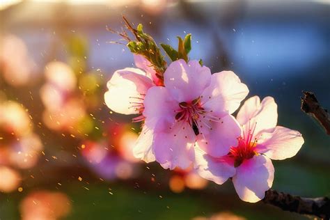 HD wallpaper: almond tree, blossom, bloom, branches, spring, nature ...